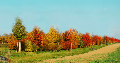 field colours autum frankfurt herbst feld sunny sonnig farben praunheim