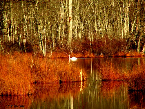 trees fall nature water swan pond autum connecticut wildlife newengland muteswan
