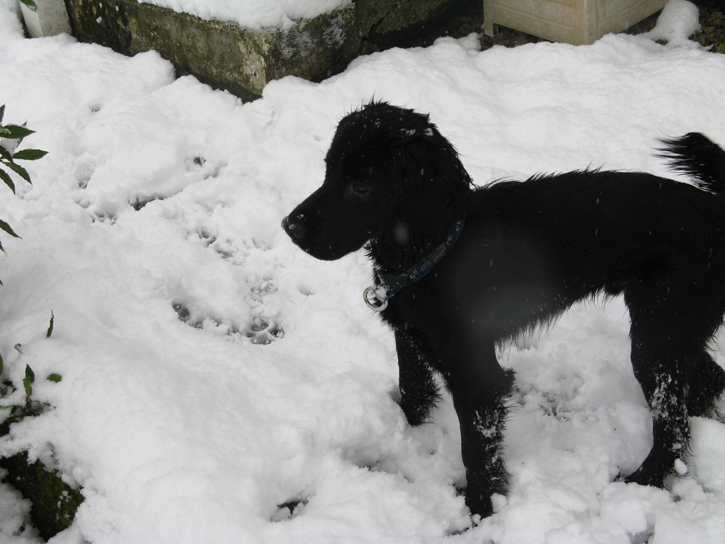 dogs snow kepwick 021