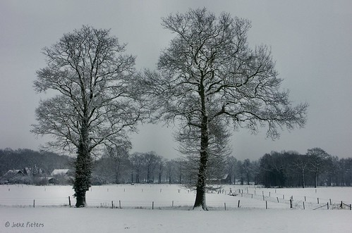 trees snow nature netherlands landscape grey bomen achterhoek snowscape winterswijk grijs gelderland woold winterinnederland