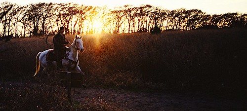 lighting sunset horses horse film silhouette iso100 golden fuji pentax superia hour backlit rim treeline rider mx reala goldenhour rimlight justpentax