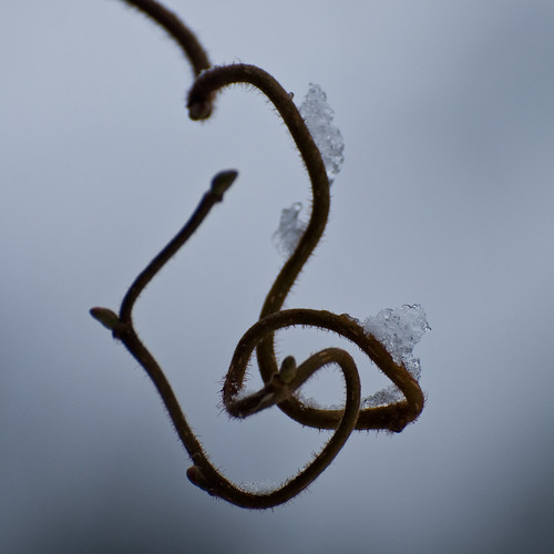schnee winter snow tree nature dof natur baum corkscrewhazel contorta corylusavellana korkenzieherhaselnuss difridi