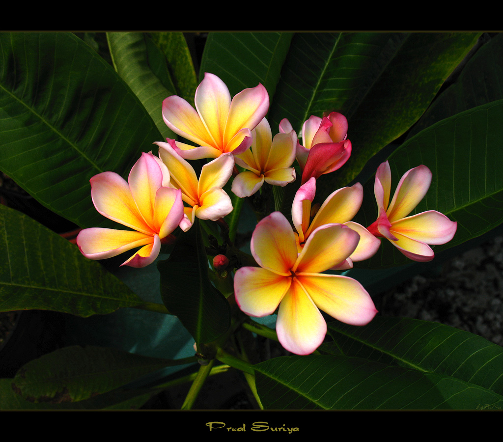 Rare Flowers - The Plumeria Preal Suriya - a photo on Flickriver