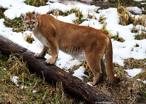 winter nature animal cat flickr wildlife bigcat puma cougar 2010 zenfolio wpsp wildlifeprairiestateparks