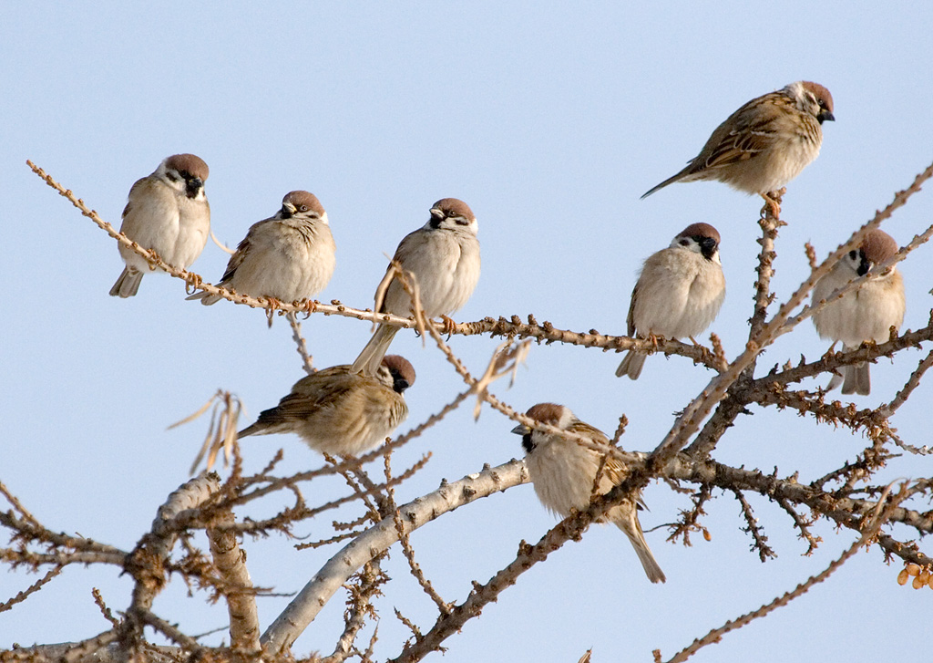 Photograph titled 'Eurasian Tree Sparrow'