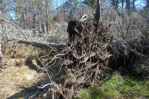 canada tree roots princeedwardisland pei basinhead