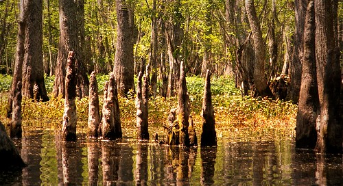 slidell louisiana tour bayou swamp swamptour honeyisland slidellla 70458 honeyislandswamptours