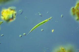 Photo:EUGLENA ACUS By:PROYECTO AGUA** /** WATER PROJECT