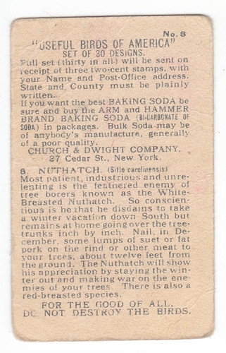 White-breasted Nuthatch Arm and Hammer Bird Trading Cards: 1915-1918