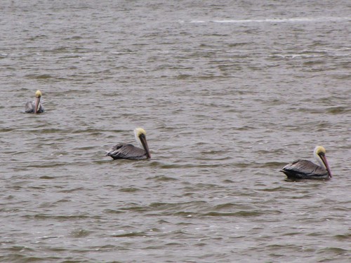 travel usa bird nature water canon landscapes scenery texas view state wildlife south peaceful pelican powershot daytime tranquil portarthur sx10is waltphotos
