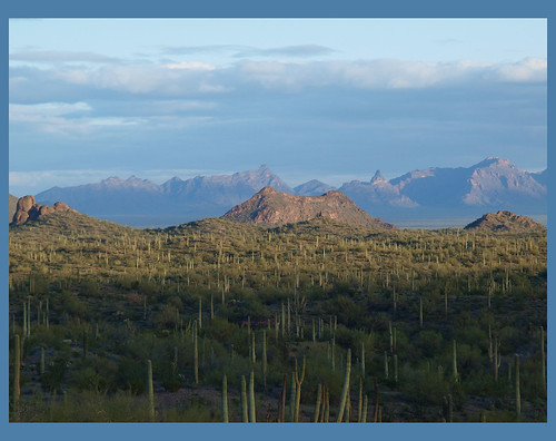 arizona cactus desert saguaros ajomountains sonoranarizonadesert