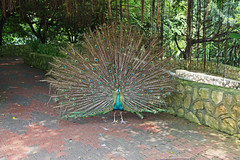 Indian Blue Peacock at Kuala Lumpur bird park
