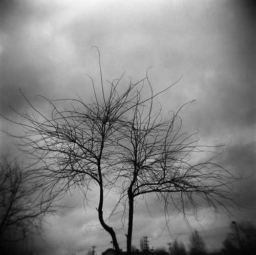 trees winter bw film oregon square portland holga moody gloomy bare stjohns overcast eerie safeway bluemooncamera holga120fn zebandrewsphotography