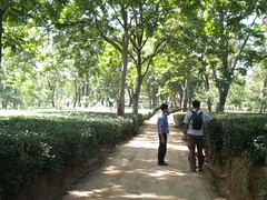 palampur tea estate