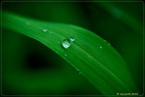 green nature roy rain tear raindrop worldenvironmentday gogreen flickrestrellas “flickraward” flickraward5