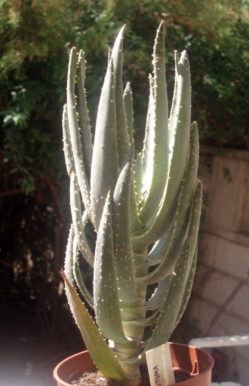 Aloe dichotoma 4202175141_a1c81efa4b_o