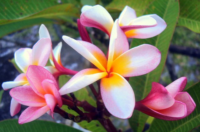 The St. Regis Bora Bora Resort - Tipanie is Plumeria in Tahitian - a ...