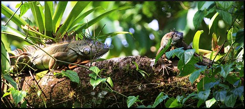 nature animal geotagged rainforest costarica reptile wildlife reserve lizard iguana handheld 100400mm canon100400 laselva greeniguana randomnature laselvabiologicalstation biologicalreserve canonef100400mmf4556lisusm geo:tool=gmif random6 treeiguana lowlandrainforest cr10 caribbeanlowlands caribbeanlowlandrainforest geo:lat=10432771 geo:lon=84004438