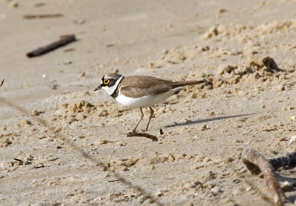 Photograph titled 'Little Ringed Plover'