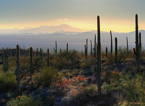 sunset arizona landscape outdoors nikon desert scenic saguaro hdr arizonasonoradesertmuseum sanorandesert sonaradesert