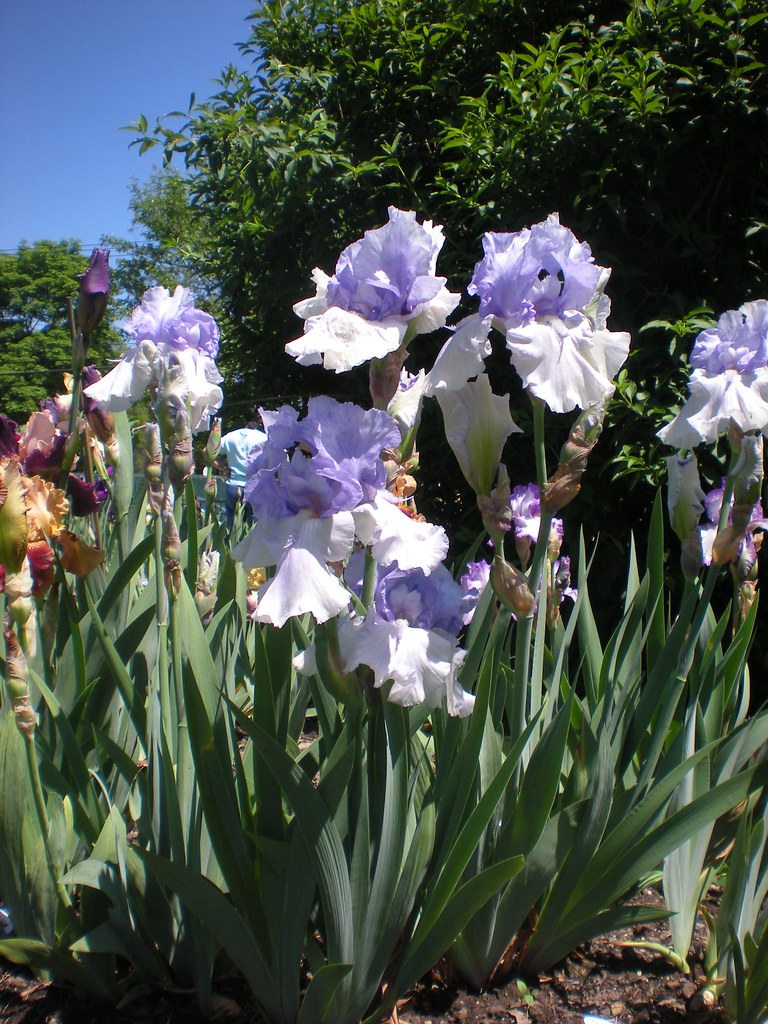 Presby Memorial Iris Gardens Upper Montclair Nj 26 Flickr
