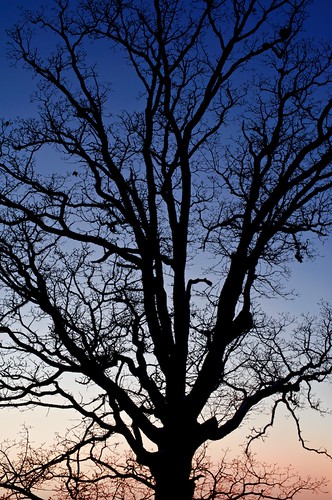 blue winter sunset red black tree silhouette dead iphoto outline afnikkor50mmf14d