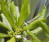<a href="http://www.flickr.com/photos/steveweaver/4319544450/">Photo of Phelsuma ornata by Steve Weaver</a>