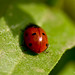 Red Bug