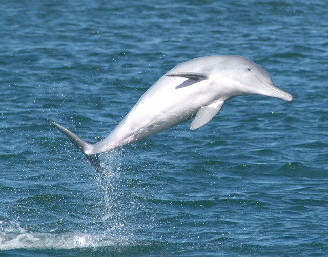 Los Delfines, una de las especies animales más inteligentes del ...