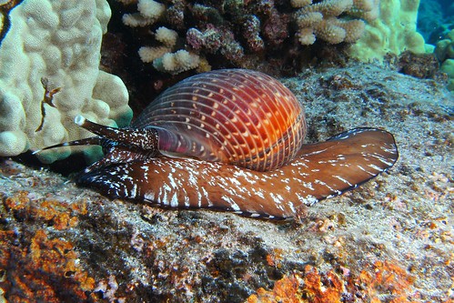 hawaii scuba bigisland kona molluscs honaunau southkona partridgetun