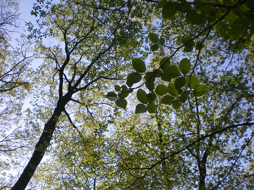 plants plant tree green nature leaves japan forest landscape japanese leaf flora foliage 日本 自然 緑 風景 植物 gunma 群馬 kiryu 森 葉 木漏れ日 みどり 桐生