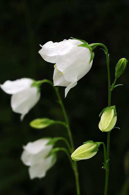 White Bellflower | Flickr - Photo Sharing!