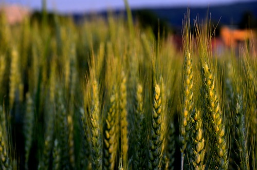 2017 zürich zuerich zurich affoltern schweiz suisse switzerland blés fields wheat sunset