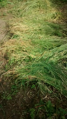 hay making June 17
