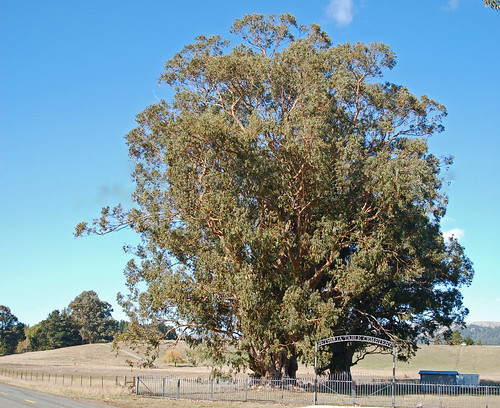california county blue gum humboldt eucalyptus petrolia