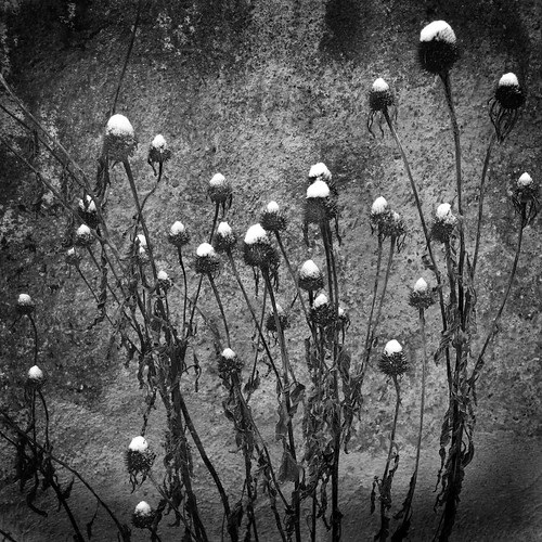 flowers blackandwhite snow landscape