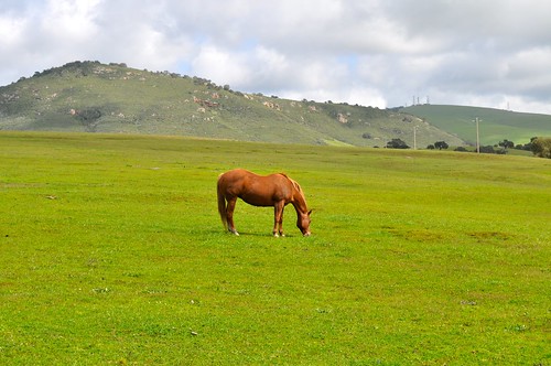 horse grass clouds farm hills