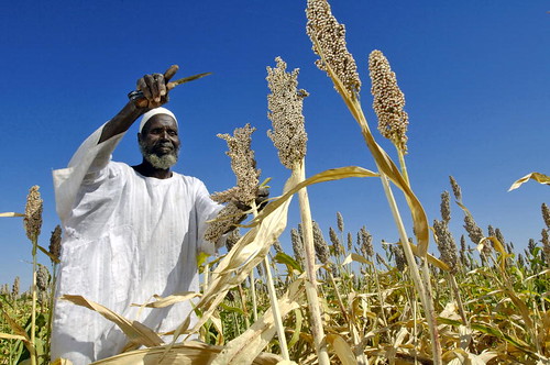 蘇丹農民收成的這片高粱田，種子是由聯合國糧食署援贈。(source:UN Photo/Fred Noy)