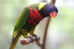 Parrot at KL Bird Park