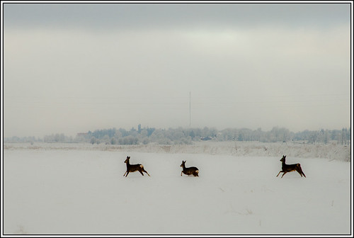 winter snow animals canon landscape geotagged doe latvia geo:lat=57283589 geo:lon=21630321 aigarsr