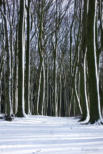 trees winter snow nature forest woodland germany bomen woods sneeuw nottuln darup