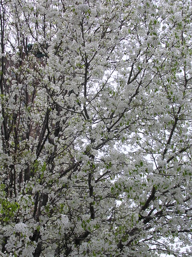 spring floweringtrees