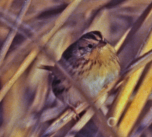 bird sparrow 1998 nm emberizidae passeriformes lecontessparrow ammodramusleconteii passerine ammodramus sanmiguelco taxonomy:binomial=ammodramusleconteii