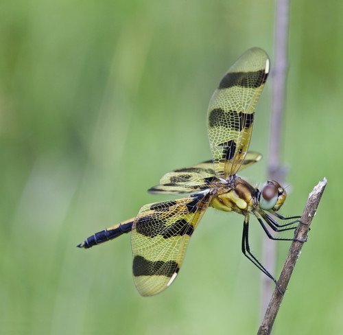 kh0831 bearswamp naturesfinest insect dragonfly nj odonta
