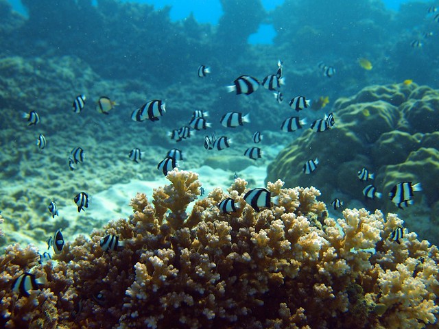 Great Barrier of Reef