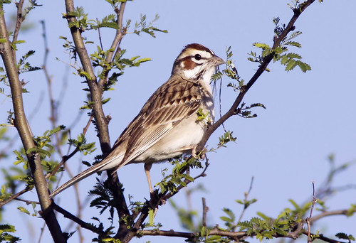bird birds sparrow lark larksparrow fåglar chondestesgrammacus chondestes grammacus amistadlake lärksparv