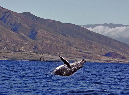 Why You Should Plan Your Maui Whale Watching Trip Now
