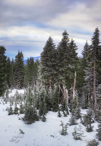 christmas eve trees sunset mountain snow ski tree vancouver geotagged hill polish mount seymour slope wigilia janusz leszczynski geo:lat=49365188 geo:lon=122949243 012557