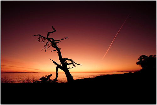 ocean sunset twilight waves contrail deadtree chemtrail carpinteria thanksjohn carpinteriastatepark feelbetterbrucemary