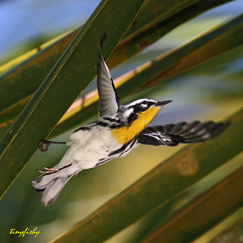 bird yellow mexico flying inflight warbler throated yellowthroatedwarbler dendroicadominica yucatanpenninsula